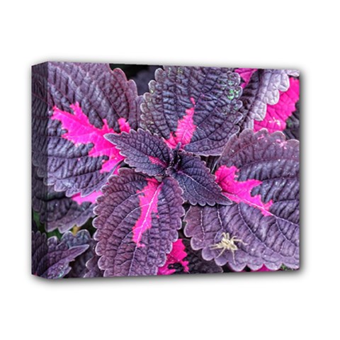 Beefsteak Plant Perilla Frutescens Deluxe Canvas 14  X 11  (stretched) by Sapixe