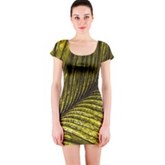 Feather Macro Bird Plumage Nature Short Sleeve Bodycon Dress by Sapixe