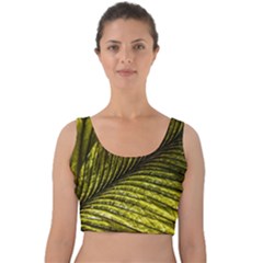 Feather Macro Bird Plumage Nature Velvet Crop Top