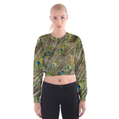 Peacock Feathers Color Plumage Green Cropped Sweatshirt