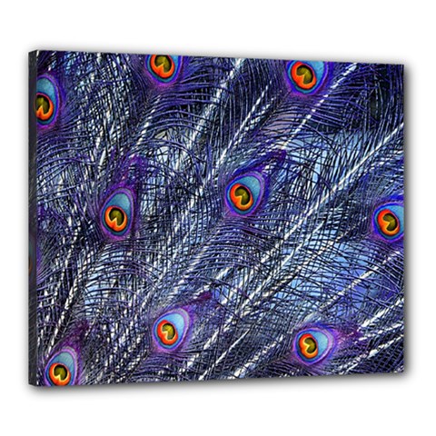 Peacock Feathers Color Plumage Blue Canvas 24  X 20  (stretched) by Sapixe