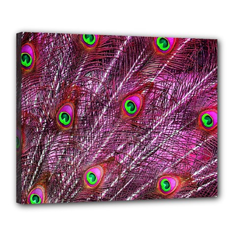 Peacock Feathers Color Plumage Canvas 20  X 16  (stretched) by Sapixe