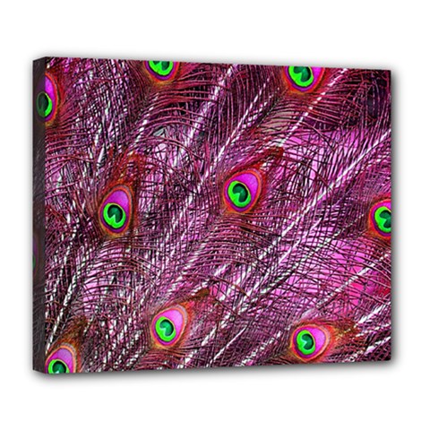 Peacock Feathers Color Plumage Deluxe Canvas 24  X 20  (stretched) by Sapixe