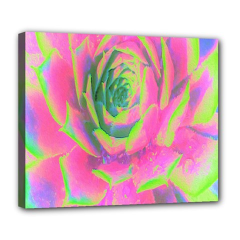 Lime Green And Pink Succulent Sedum Rosette Deluxe Canvas 24  X 20  (stretched) by myrubiogarden