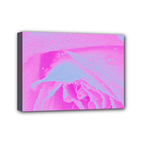 Perfect Hot Pink And Light Blue Rose Detail Mini Canvas 7  X 5  (stretched) by myrubiogarden