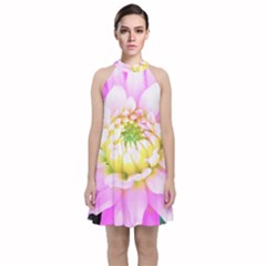 Pretty Pink, White And Yellow Cactus Dahlia Macro Velvet Halter Neckline Dress  by myrubiogarden