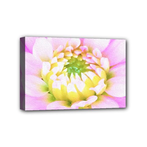 Pretty Pink, White And Yellow Cactus Dahlia Macro Mini Canvas 6  X 4  (stretched) by myrubiogarden