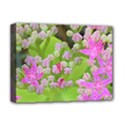 Hot Pink Succulent Sedum With Fleshy Green Leaves Deluxe Canvas 16  x 12  (Stretched)  View1