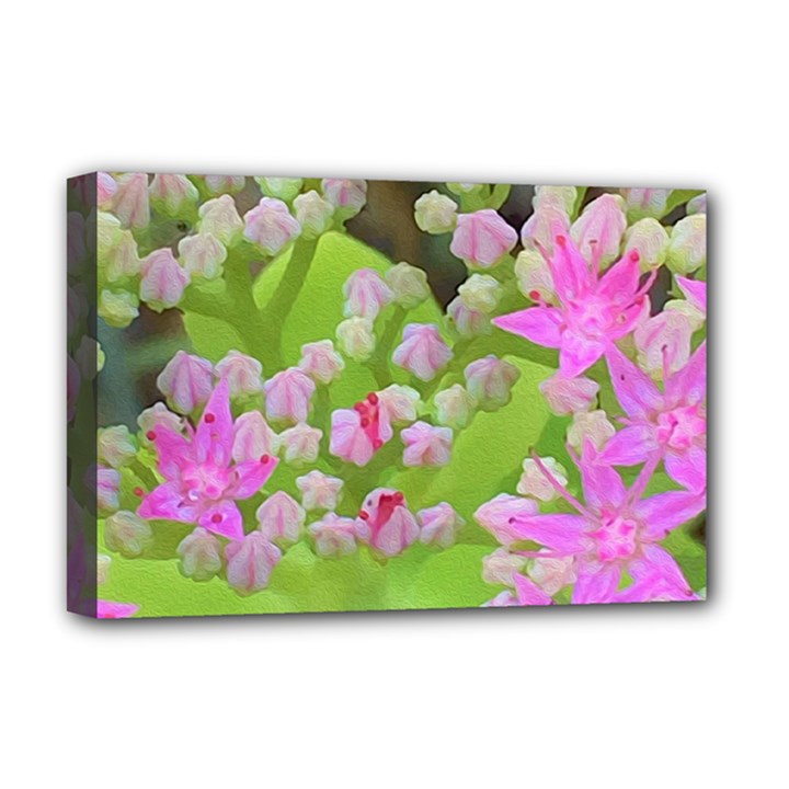 Hot Pink Succulent Sedum With Fleshy Green Leaves Deluxe Canvas 18  x 12  (Stretched)