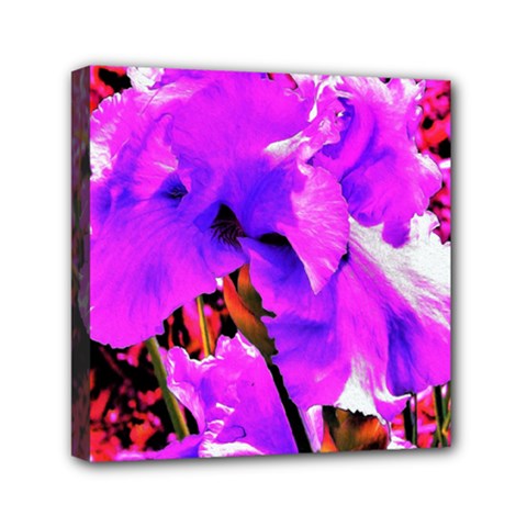 Abstract Ultra Violet Purple Iris On Red And Pink Mini Canvas 6  X 6  (stretched) by myrubiogarden