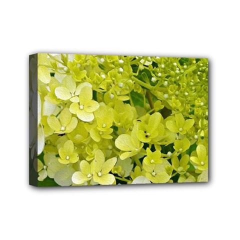 Elegant Chartreuse Green Limelight Hydrangea Macro Mini Canvas 7  X 5  (stretched) by myrubiogarden