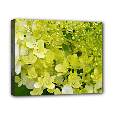 Elegant Chartreuse Green Limelight Hydrangea Macro Canvas 10  X 8  (stretched) by myrubiogarden