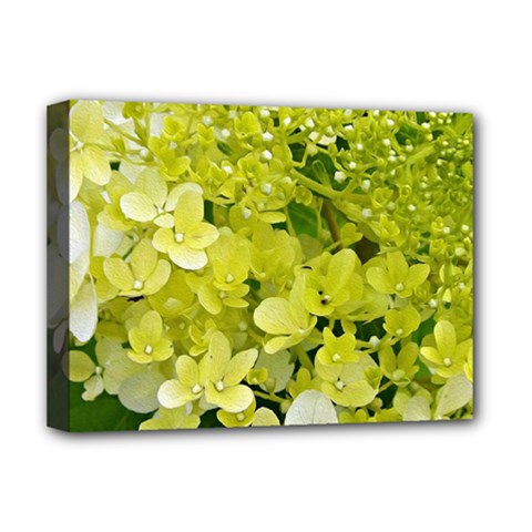 Elegant Chartreuse Green Limelight Hydrangea Macro Deluxe Canvas 16  X 12  (stretched)  by myrubiogarden