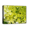 Elegant Chartreuse Green Limelight Hydrangea Macro Deluxe Canvas 16  x 12  (Stretched)  View1