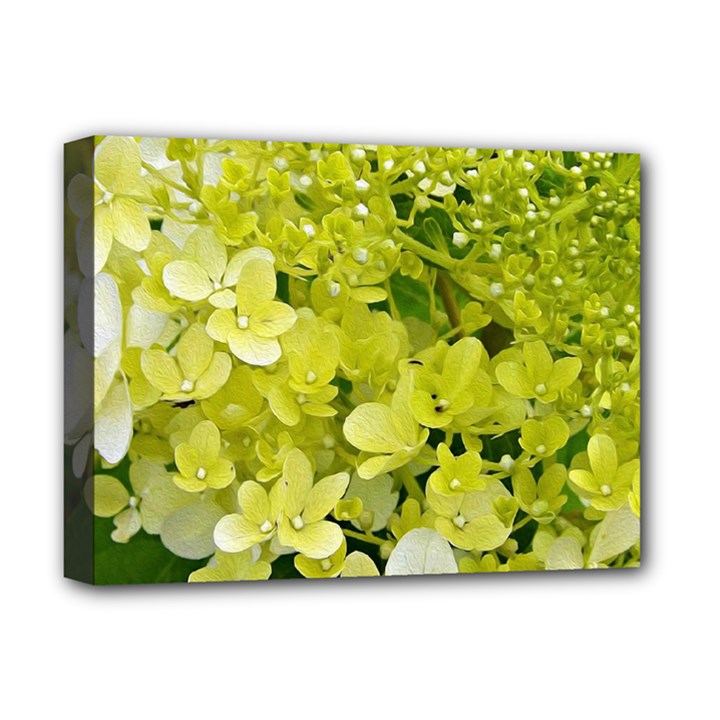 Elegant Chartreuse Green Limelight Hydrangea Macro Deluxe Canvas 16  x 12  (Stretched) 