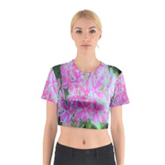 Hot Pink And White Peppermint Twist Garden Phlox Cotton Crop Top by myrubiogarden