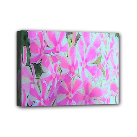 Hot Pink And White Peppermint Twist Garden Phlox Mini Canvas 7  X 5  (stretched) by myrubiogarden