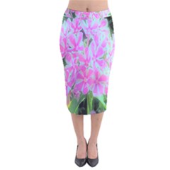 Hot Pink And White Peppermint Twist Garden Phlox Velvet Midi Pencil Skirt by myrubiogarden