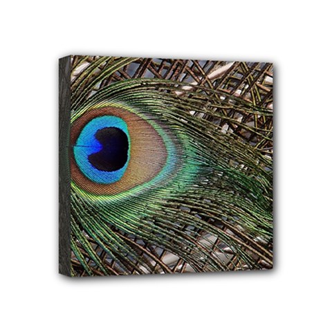 Peacock Tail Feathers Mini Canvas 4  X 4  (stretched) by Wegoenart