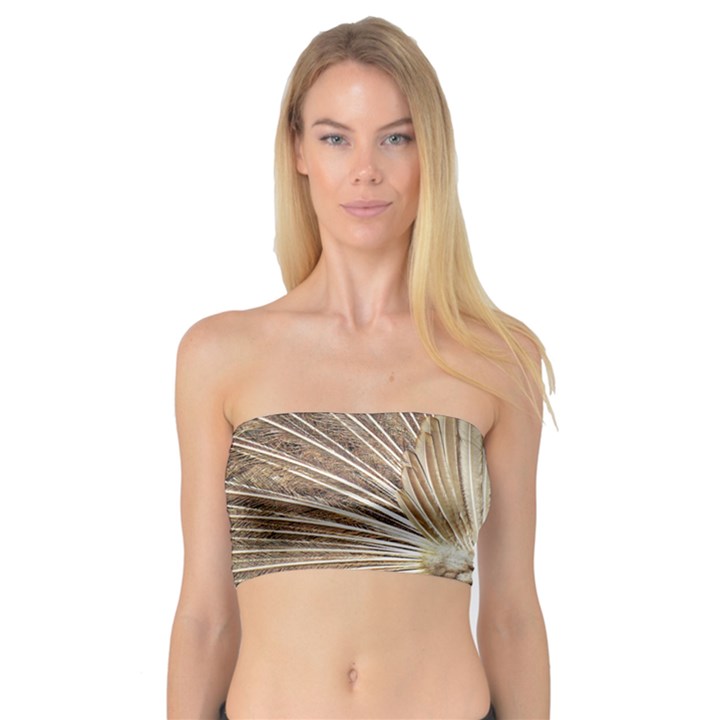 Peacock Wheel Bird Nature Bandeau Top