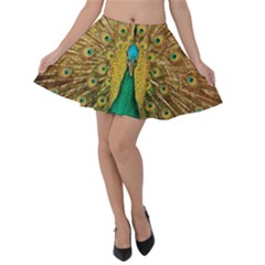 Peacock Feather Bird Peafowl Velvet Skater Skirt by Wegoenart