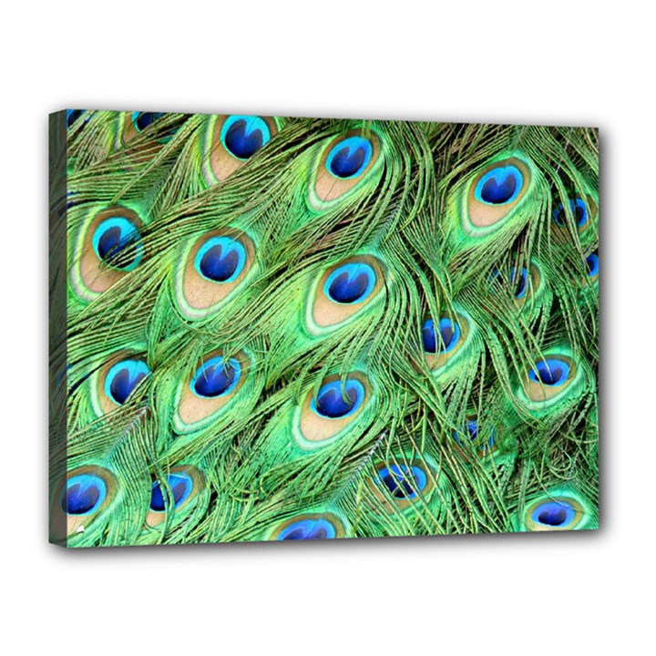 Peacock Feathers Peafowl Canvas 16  x 12  (Stretched)