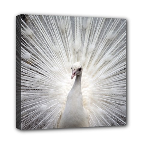 Peacock White Bird Nature Mini Canvas 8  X 8  (stretched) by Wegoenart