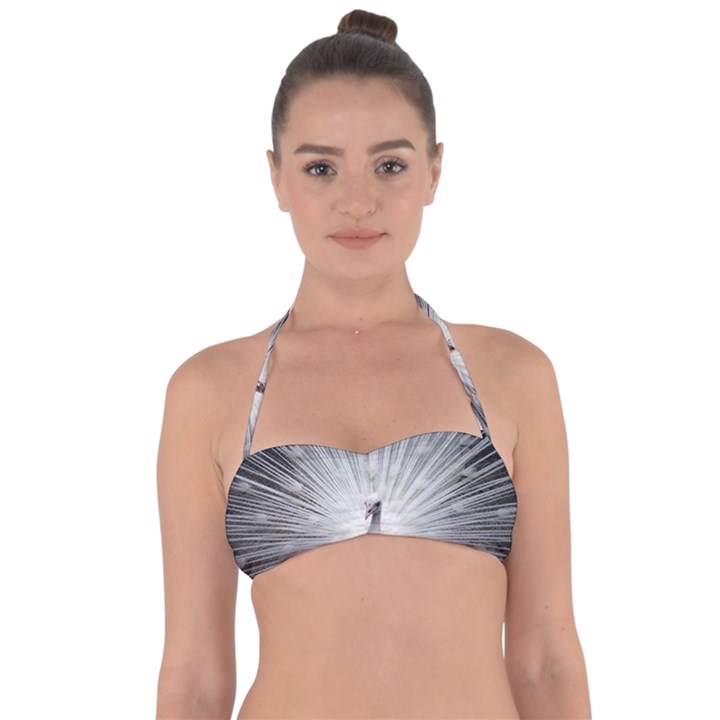 Peacock White Bird Nature Halter Bandeau Bikini Top