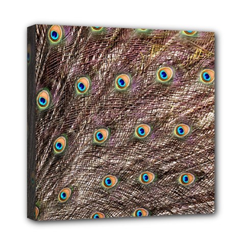 Peacock Feathers Wheel Plumage Mini Canvas 8  X 8  (stretched) by Wegoenart