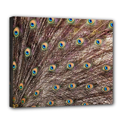 Peacock Feathers Wheel Plumage Deluxe Canvas 24  X 20  (stretched) by Wegoenart