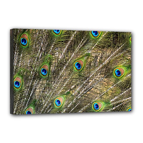 Peacock Feathers Color Plumag Canvas 18  X 12  (stretched) by Wegoenart