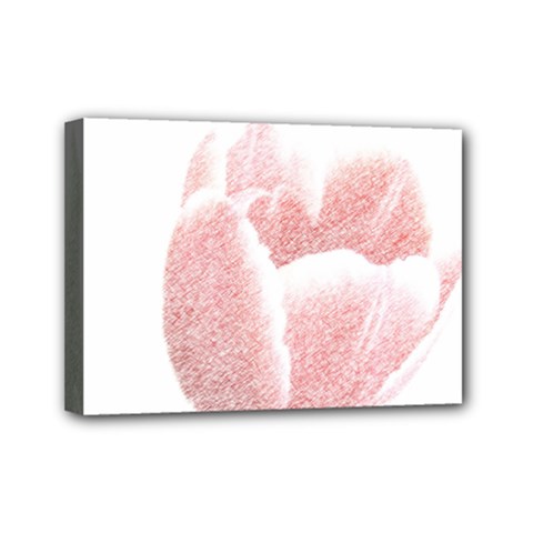 Tulip Red And White Pen Drawing Mini Canvas 7  X 5  (stretched) by picsaspassion