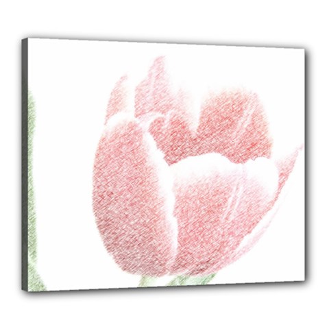 Tulip Red And White Pen Drawing Canvas 24  X 20  (stretched) by picsaspassion