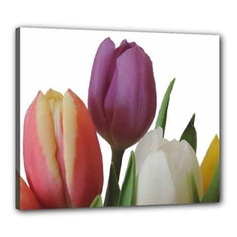 Tulips Bouquet Canvas 24  X 20  (stretched) by picsaspassion