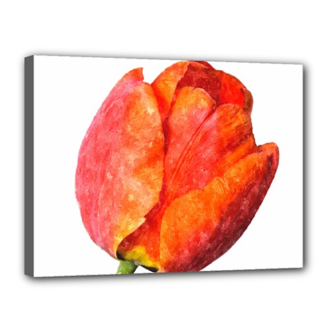 Red Tulip, Watercolor Art Canvas 16  X 12  (stretched) by picsaspassion