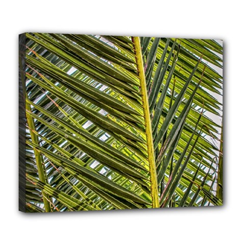 Palm Fronds Palm Palm Leaf Plant Deluxe Canvas 24  X 20  (stretched) by Wegoenart