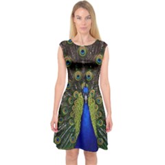 Peacock Bird Plumage Display Full Capsleeve Midi Dress