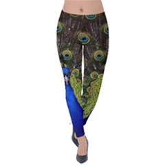 Peacock Bird Plumage Display Full Velvet Leggings by Wegoenart