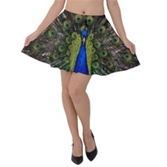 Peacock Bird Plumage Display Full Velvet Skater Skirt by Wegoenart