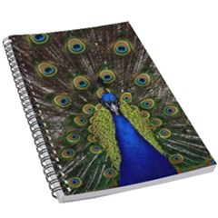 Peacock Bird Plumage Display Full 5 5  X 8 5  Notebook