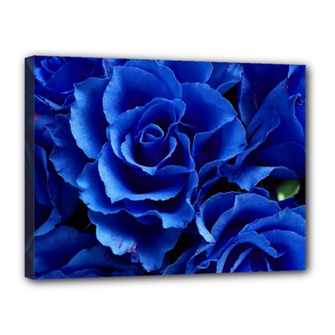 Blue Roses Flowers Plant Romance Canvas 16  X 12  (stretched) by Wegoenart