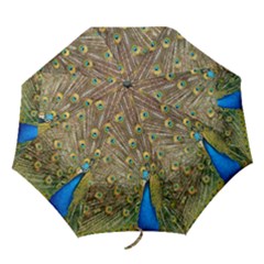 Peacock Plumage Bird Peafowl Folding Umbrellas