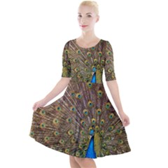 Peacock Plumage Bird Peafowl Quarter Sleeve A-line Dress