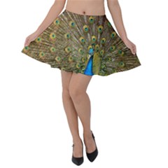 Peacock Plumage Bird Peafowl Velvet Skater Skirt by Wegoenart