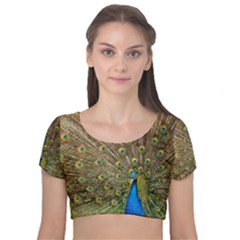 Peacock Plumage Bird Peafowl Velvet Short Sleeve Crop Top  by Wegoenart