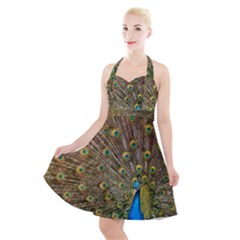 Peacock Plumage Bird Peafowl Halter Party Swing Dress 