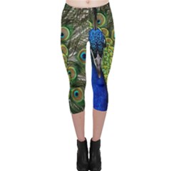 Peacock Close Up Plumage Bird Head Capri Leggings  by Wegoenart