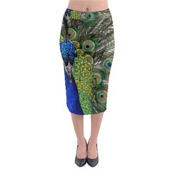 Peacock Close Up Plumage Bird Head Midi Pencil Skirt by Wegoenart