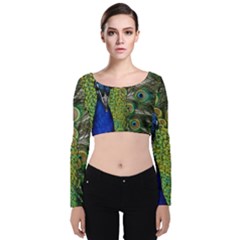 Peacock Close Up Plumage Bird Head Velvet Long Sleeve Crop Top by Wegoenart