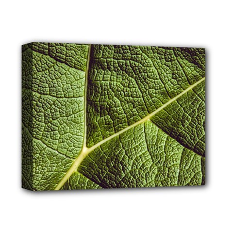 Green Leaf Giant Rhubarb Mammoth Sheet Deluxe Canvas 14  X 11  (stretched) by Wegoenart